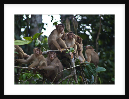 Troupe of stump-tailed macaques (Macaca arctoices) by Anonymous