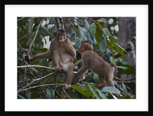Stump-tailed macaques (Macaca arctoices) by Anonymous