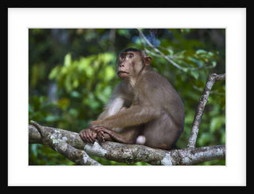 Stump-tailed macaque (Macaca arctoices) by Anonymous