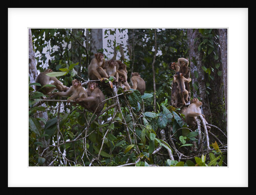 Troupe of stump-tailed macaques (Macaca arctoices) by Anonymous