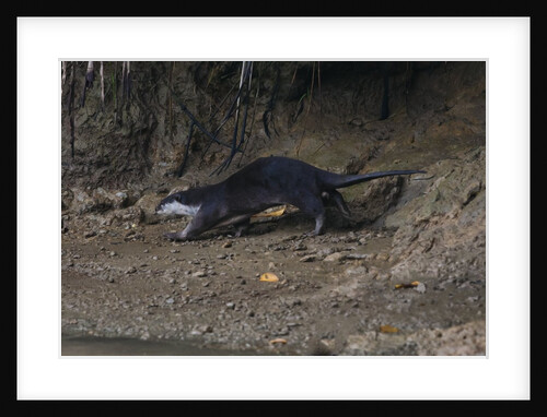 Hairy-nosed otter (Lutra sumatrana) by Anonymous
