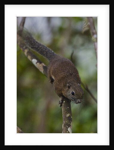 Bornean mountain ground squirrel (Dremomys everetti) on a branch by Anonymous