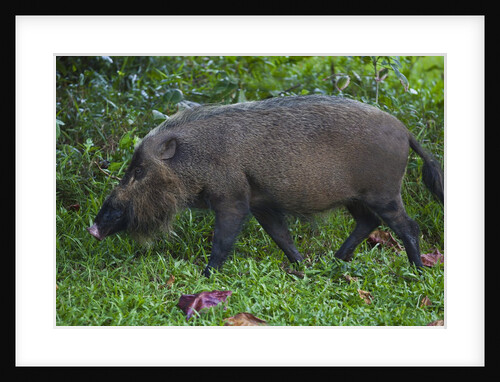 A Bornean bearded pig (Sus barbatus) by Anonymous
