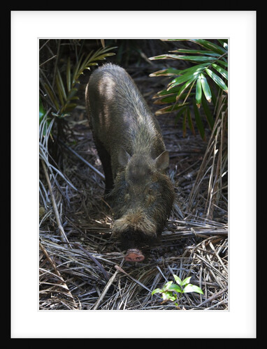 A Bornean bearded pig (Sus barbatus) by Anonymous