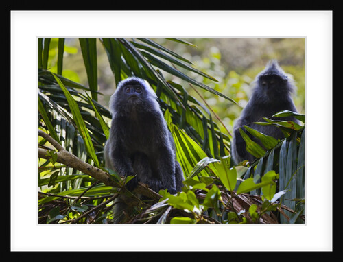 Troupe of silvery lutung or silvered leaf monkeys (Trachypithecus cristatus) by Anonymous