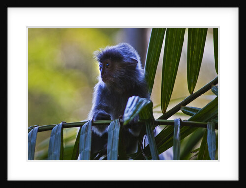 A silvery lutung or silvered leaf monkey (Trachypithecus cristatus) by Anonymous