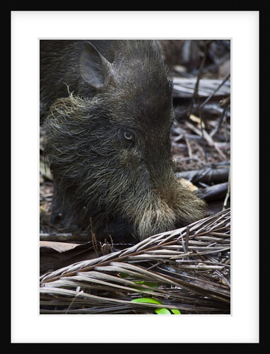 A Bornean bearded pig (Sus barbatus) by Anonymous