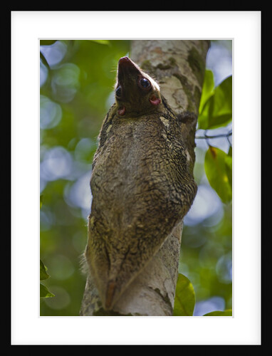 Colugo or Flying Lemur (Galeopterus variegatus) on a tree by Anonymous