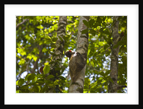 Colugo or Flying Lemur (Galeopterus variegatus) on a tree by Anonymous