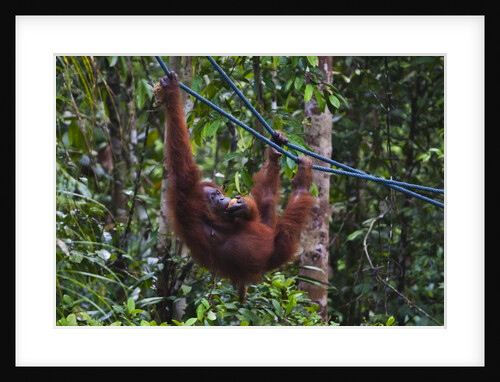 Orangutan (Pongo pygmaeus) at the Semenggok Orangutan Rehabilitation Center by Anonymous