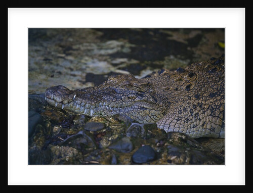 Siamese crocodile by Anonymous