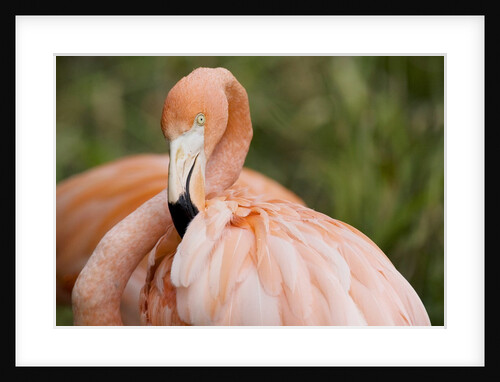 American flamingo taking care of its feathers by Anonymous