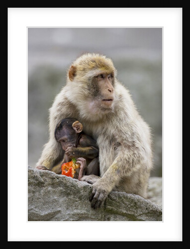 A Barbary Macaque baby feeding in the arms of the mother by Anonymous