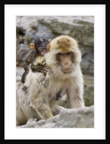 A barbary macaque baby on the back of the mother animal by Anonymous