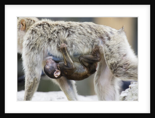 A barbary macaque baby sucking milk by hanging on the walking mother by Anonymous