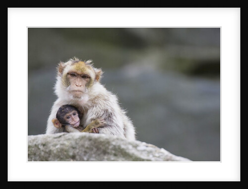 A scared barbary macaque baby protected by the mother by Anonymous
