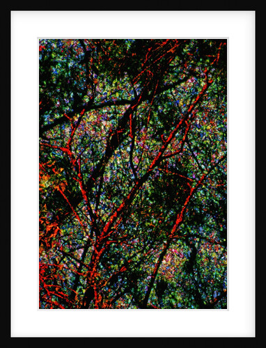 Nature by Anonymous