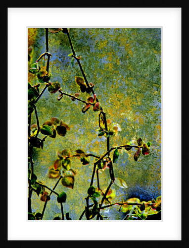 Nature by Anonymous