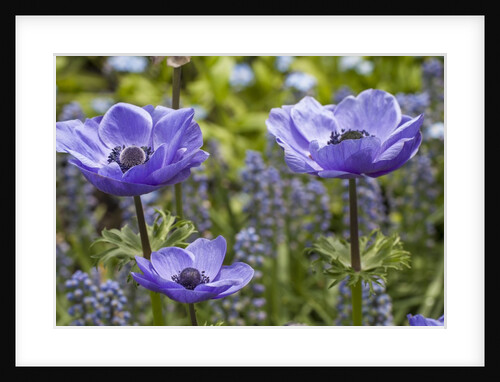 Longwood Garden Spring by Anonymous