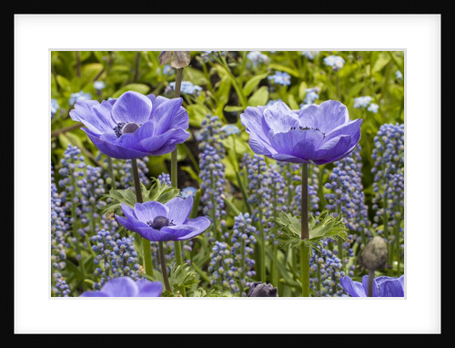 Longwood Garden Spring by Anonymous