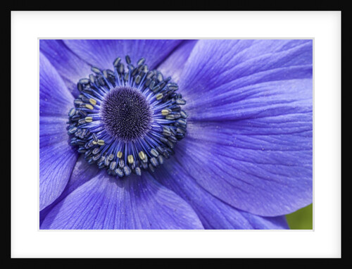 Violet Anemone Flowers Longwood Garden Spring by Anonymous