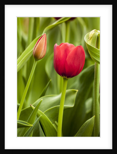 Red Tulip and tulip bud by Anonymous