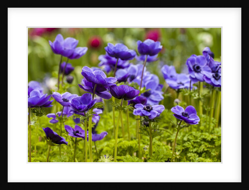 Violet Anemone Flowers Longwood Garden Spring by Anonymous