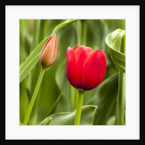 Red Tulip and tulip bud by Anonymous