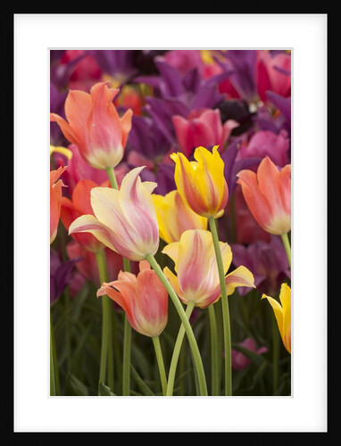 Tulip flowers in red and yellow by Anonymous