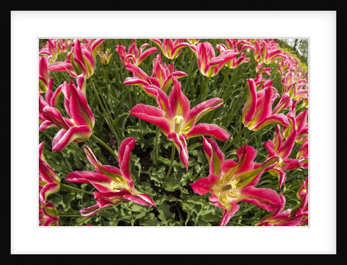 Tulip flowers in red and yellow by Anonymous