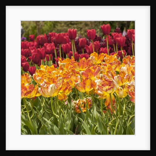 Tulip Beds at Longwood Garden Spring by Anonymous