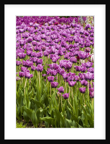Bed of Purple Tulip flowers by Anonymous