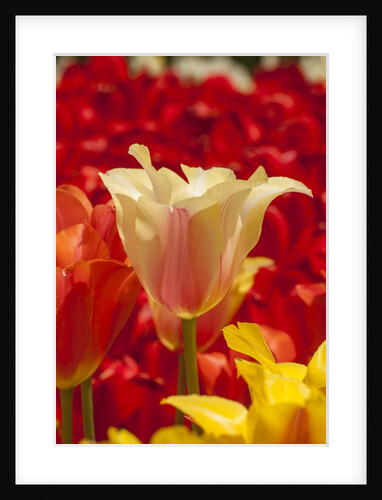 Tulip flowers in red and yellow by Anonymous
