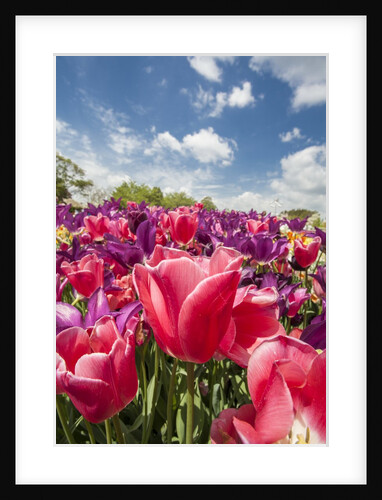 Red hybrid Tulip and the sky by Anonymous