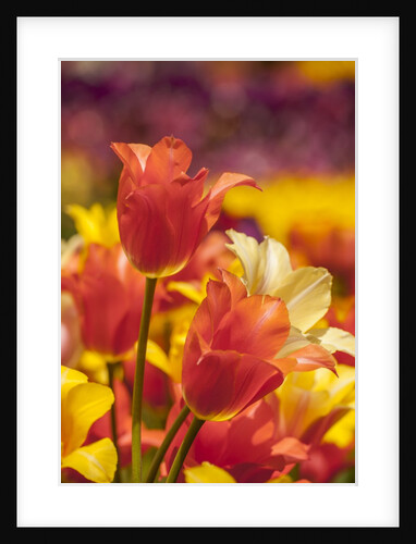 Tulip flowers in red and yellow by Anonymous
