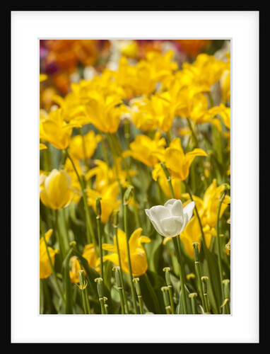 Yellow hybrid Tulips by Anonymous