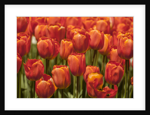 Red hybrid Tulips by Anonymous
