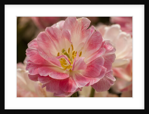 Pink Hybrid Tulip by Anonymous