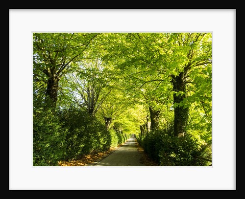 Tree lined road with Bright green Trees by Anonymous