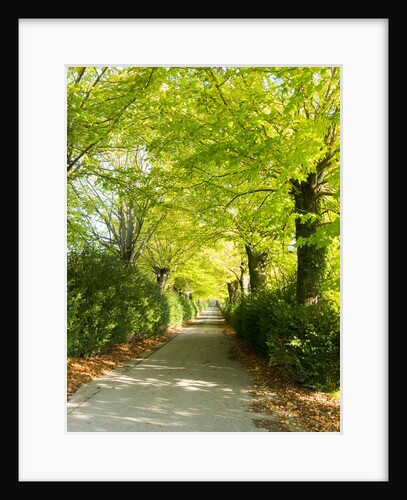Tree lined road with Bright green Trees by Anonymous
