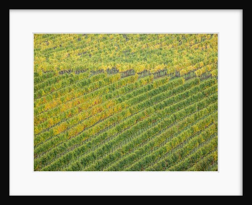 Autumn Vineyards Rows with Bright Color by Anonymous