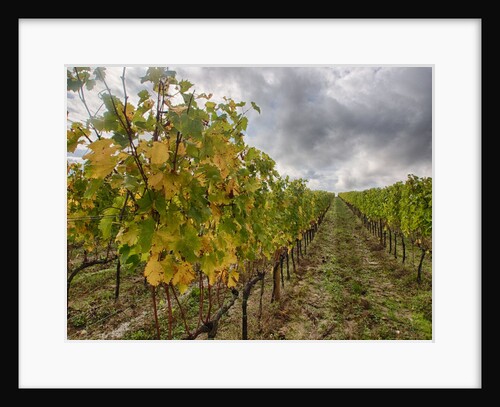 Autumn Vineyards Rows with Bright Color by Anonymous