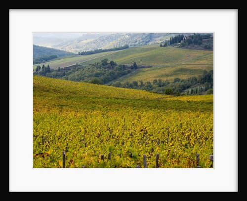 Autumn Vineyards with Bright Color by Anonymous