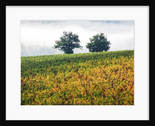 Autumn Vineyards with Bright Color by Anonymous