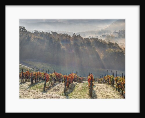 Autumn Vineyards with Bright Color and Foggy Morning by Anonymous