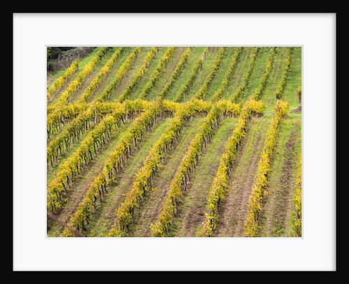 Autumn Vineyards Rows with Bright Color by Anonymous