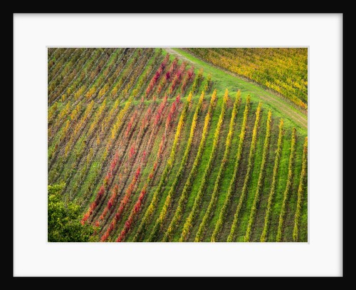 Autumn Vineyards Rows with Bright Color by Anonymous