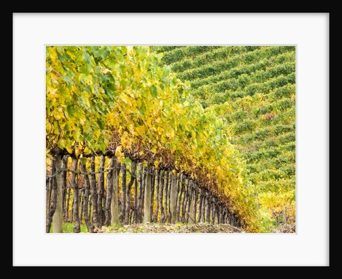 Autumn Vineyards Rows with Bright Color by Anonymous