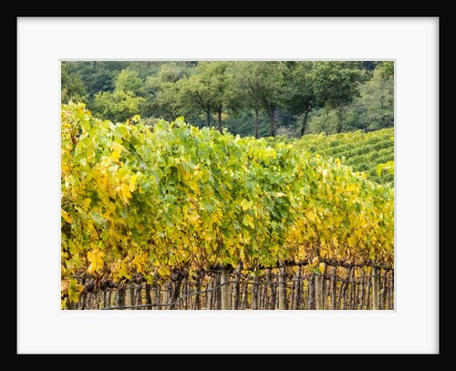 Autumn Vineyards Rows with Bright Color by Anonymous