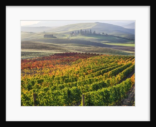 Autumn Vineyards in full color nea San Quirico by Anonymous